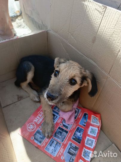 Собака в добрые руки