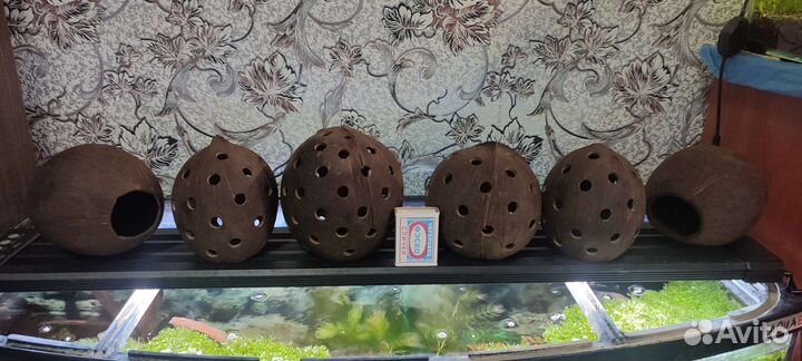 Аквариумные рыбки