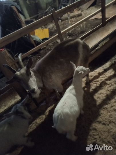 Коза. Барани