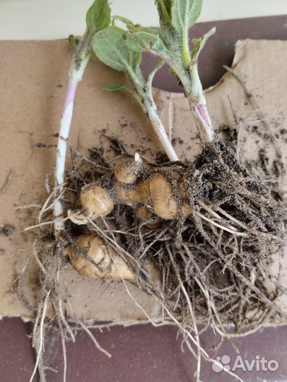 Клубни топинамбура, семена и рассада космеи