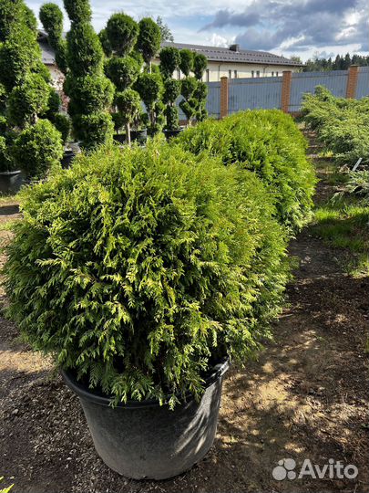 Можжевельник из питомника