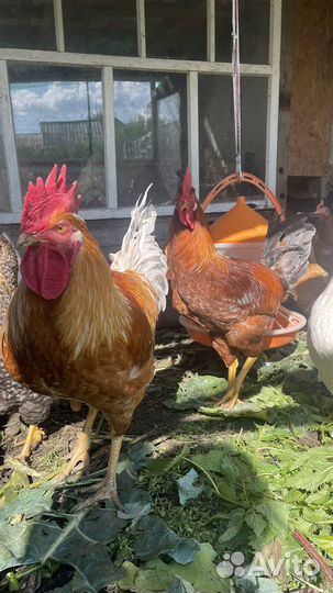 Молодые петушки