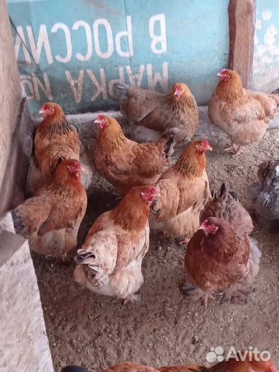 Инкубационное яйцо и цыплята Брама