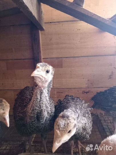 Индюшата подрощенные