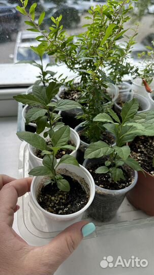 Соланум, антуриум, гранат