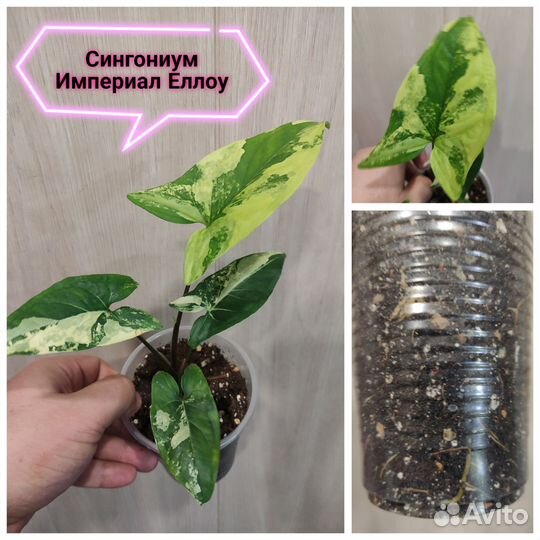 Ктенанта, сингониум, сциндапсус