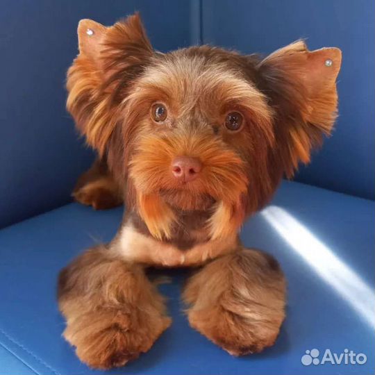 Стрижка животных