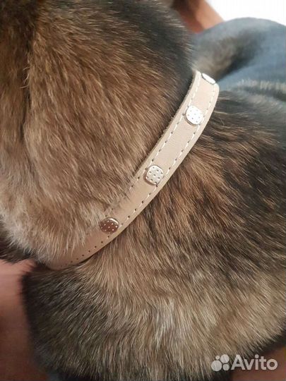 Ошейник для собак
