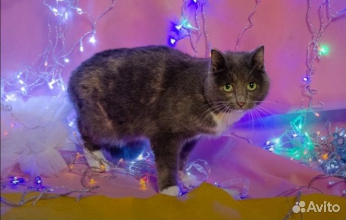 Кошка на окошке
