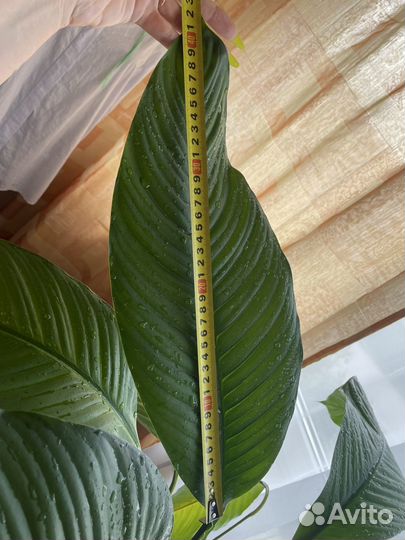 Спатифиллум сенсация