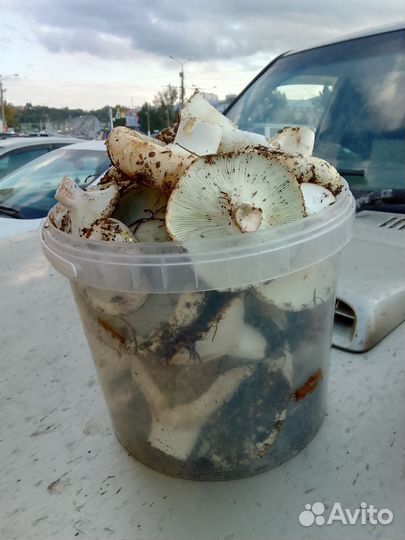 Белый груздь