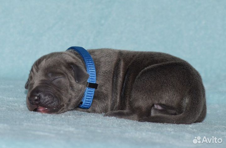 Щенок прайтер