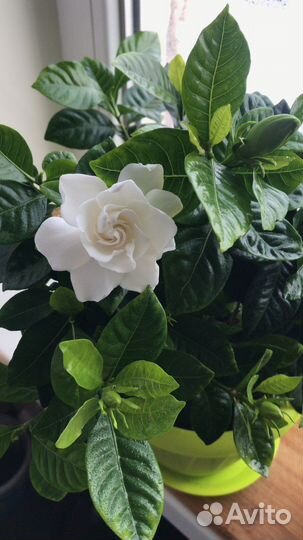 Гардения жасминовидная