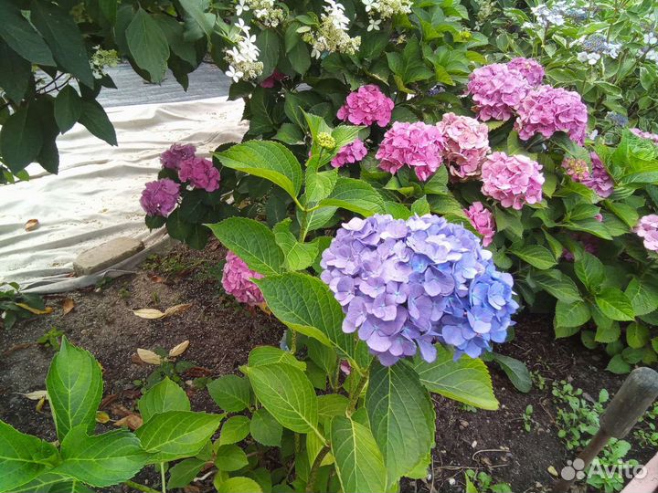 Гортензия крупнолистовая, Гортензия метельчатая