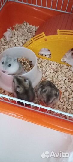 Джунгарский хомяк