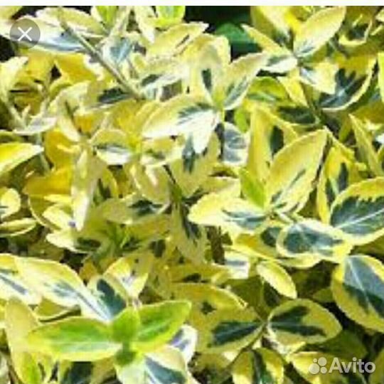 Бересклет голд, декоративный кустарник