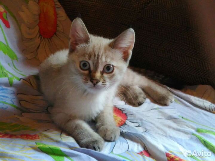Котёнок 3мес девочка