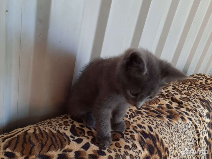 Серый беспородный котёнок(девочка) 2 месяца