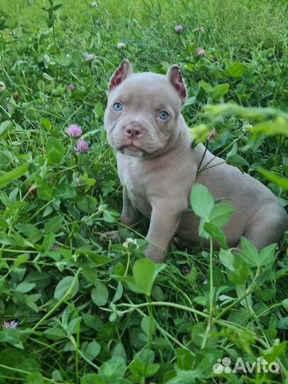 Продажа щеноков американских булли