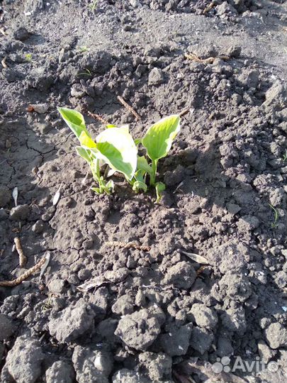 Гейхера многолетний цветок,Хоста,Мускари.Ирисы дал