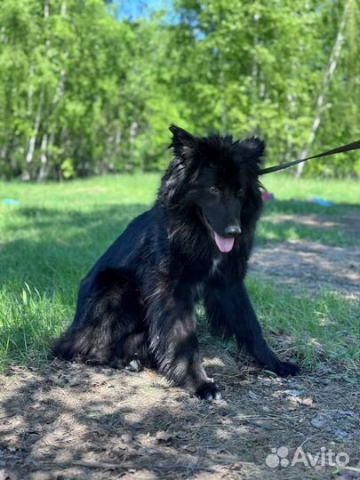 Классная собака пёс из приюта ищет дом бесплатно