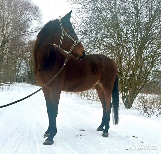 Тракененская кобыла в спорт, разведение