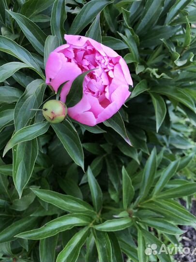 Пионы саженцы корни