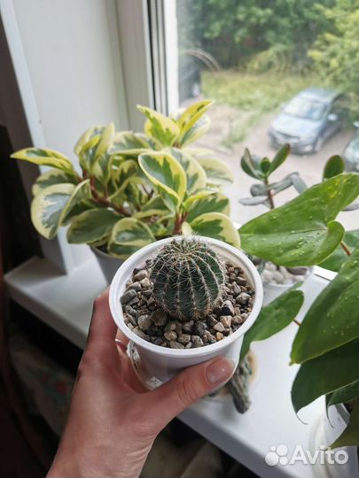 Кактус