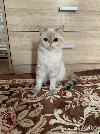 Британская шиншилла