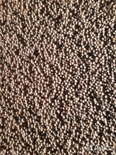 Горох продаю