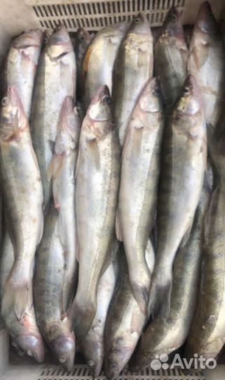 Продаю рыбу бычок