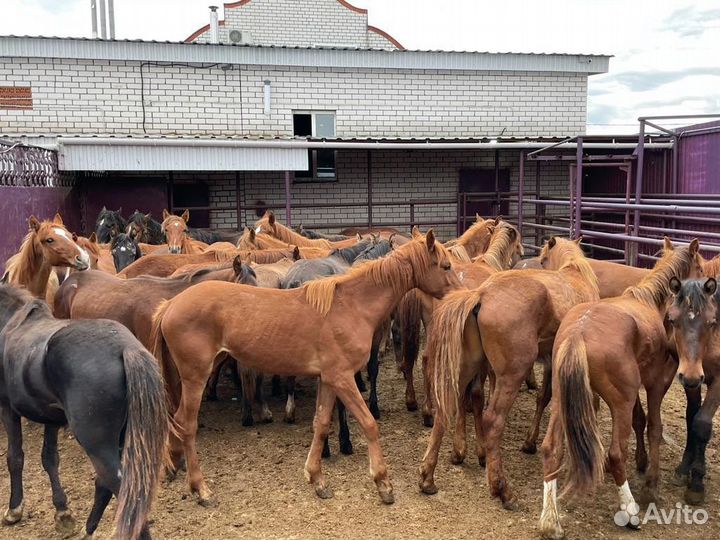 Продаю жеребят