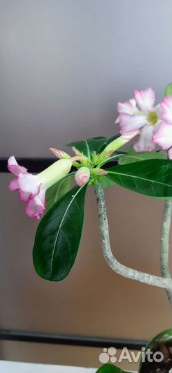 Адениум взрослый