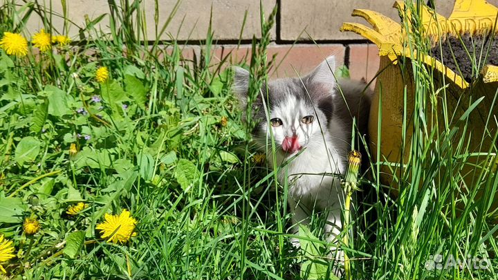 Отдаём в хорошие руки котят