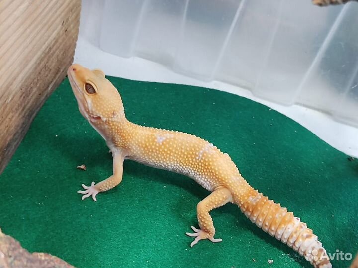 Ящерица эублефар