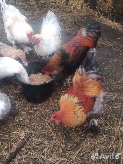 Продам птицу