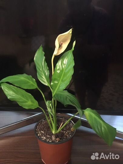 Комнатные цветы