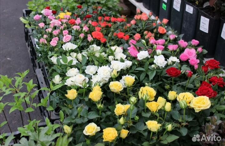 Саженцы Бардюрные роз