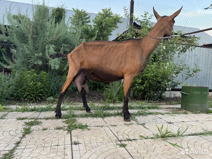 Продаются козы и козочки чешской породы