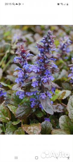 Живучка ползучая