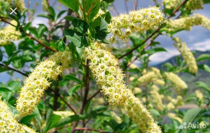 Черемуха красная и чёрная