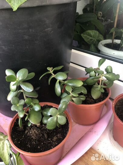 Толстянка Крассула или Денежное дерево