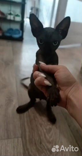 Продам сфинксика