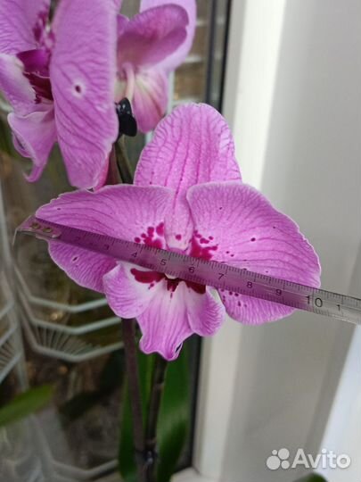 Орхидея фаленопсис биг лип. Отцвёл
