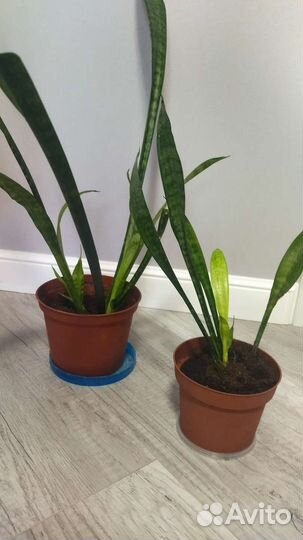 Сансиеверия, алоэ древовидное, толстянка