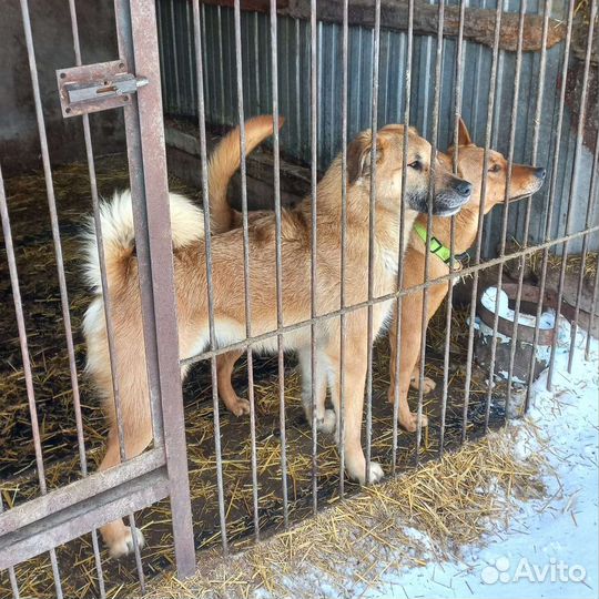 Прогулки с питомцами приюта