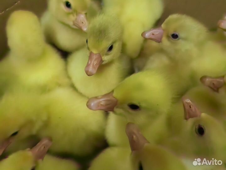 Продам гусят суточные