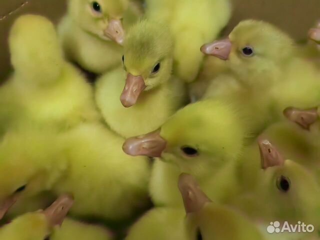 Продам гусят суточные