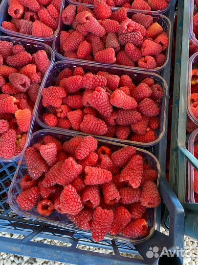 Чёрная смородина