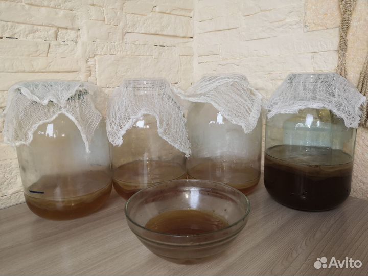 Чайный гриб